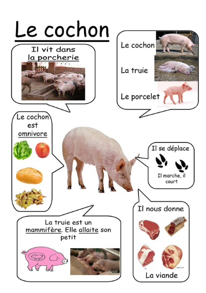 imagier des animaux
