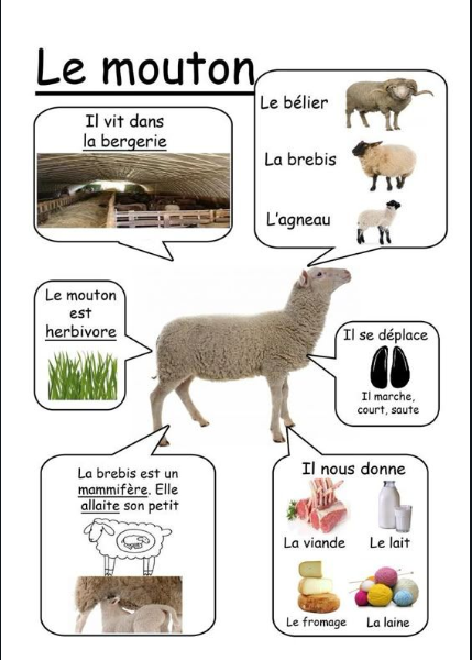 imagier des animaux
