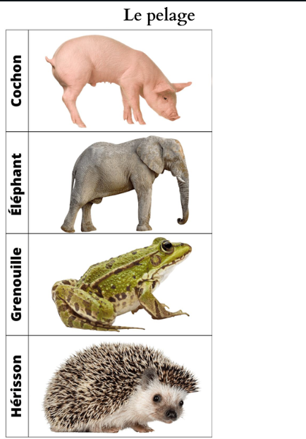 Japprend les animaux